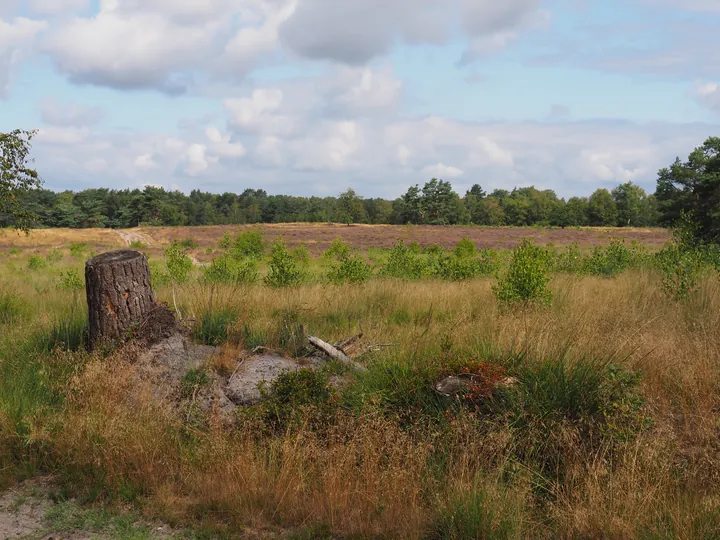 Dwergte (Germany)